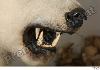 Polar bear mouth teeth 0005.jpg